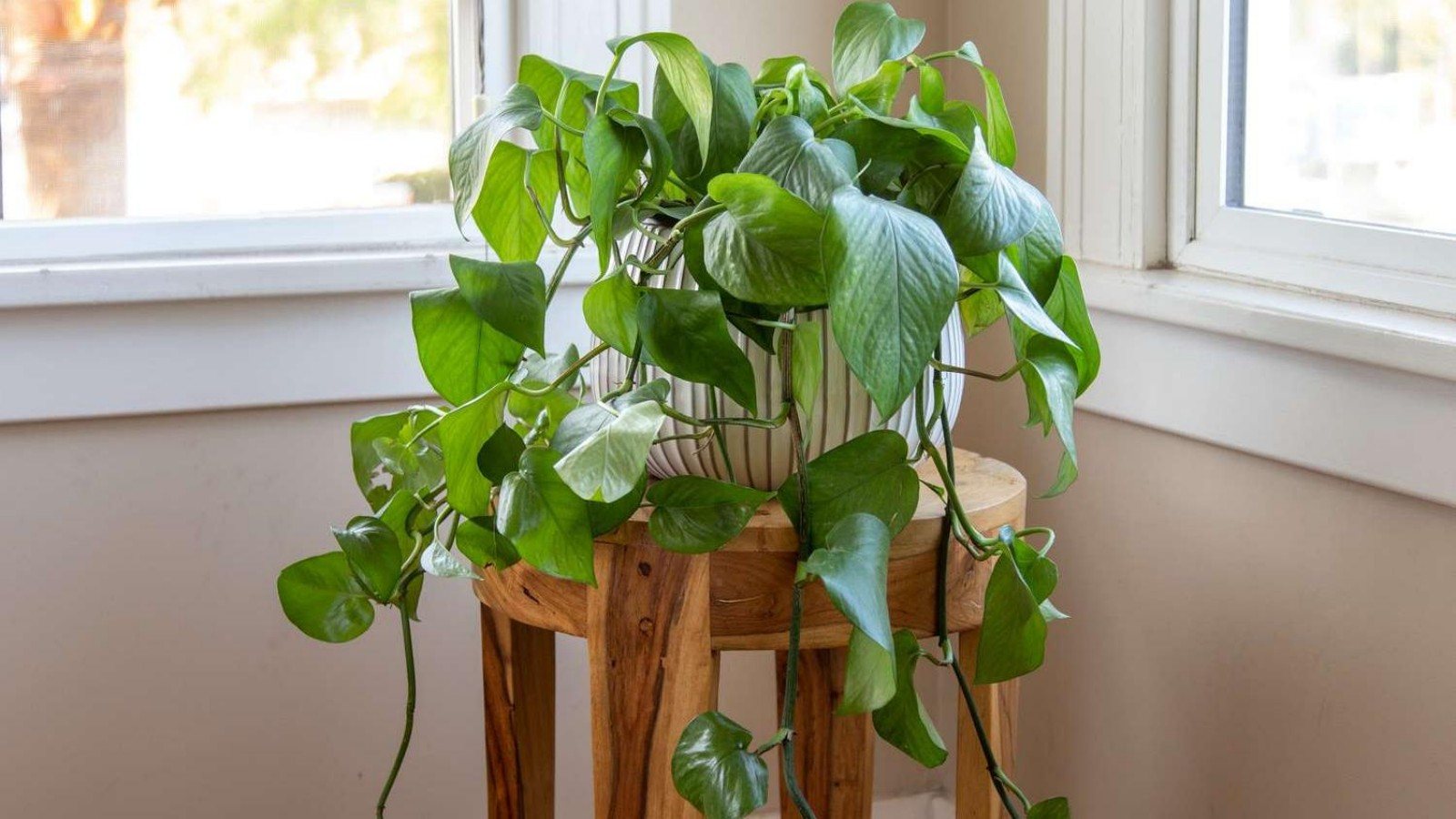 Epipremnum aureum care tips: How to avoid root rot and soil compaction?