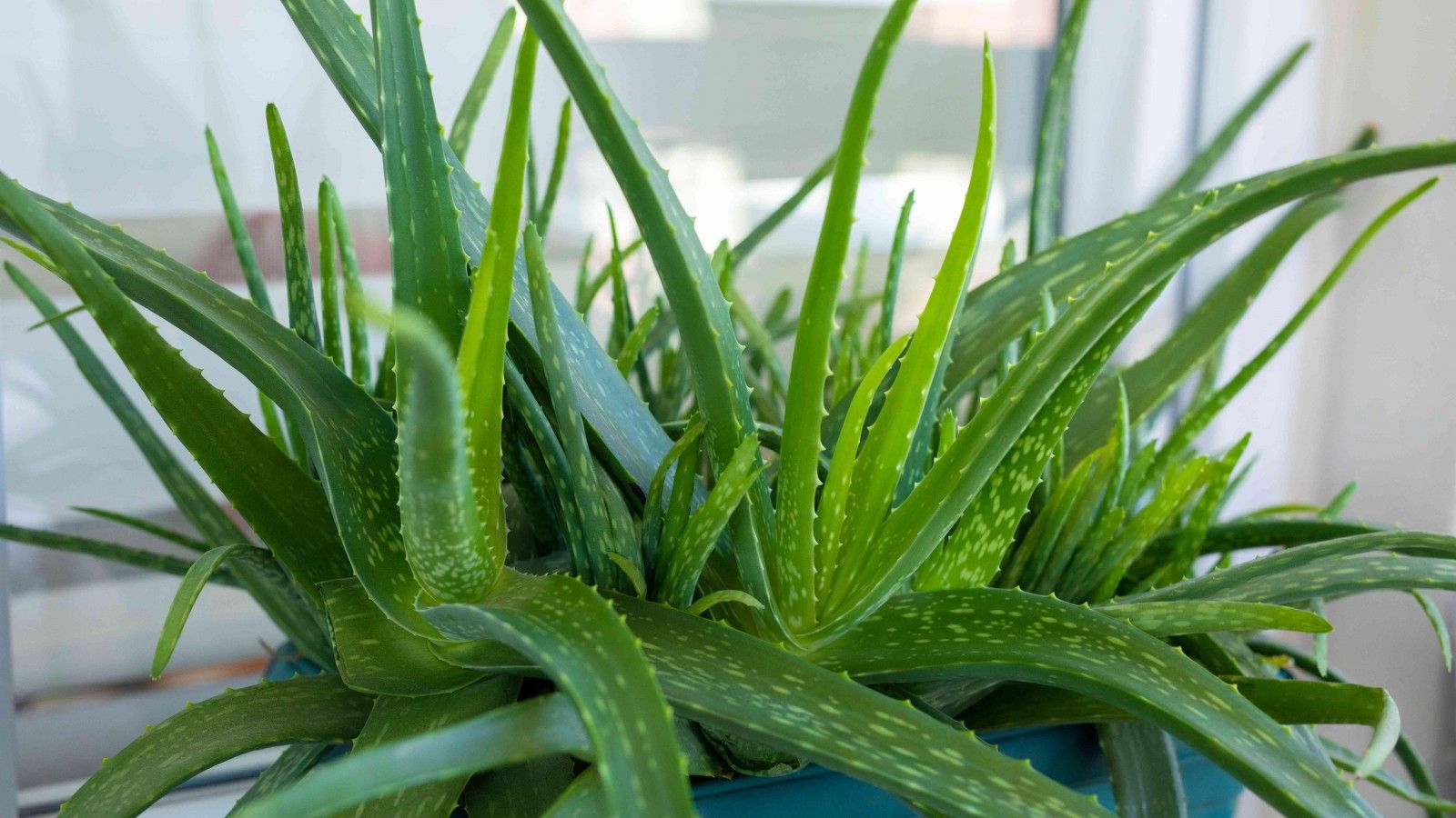 7 Aloe Vera Care Tips You Need to Know
