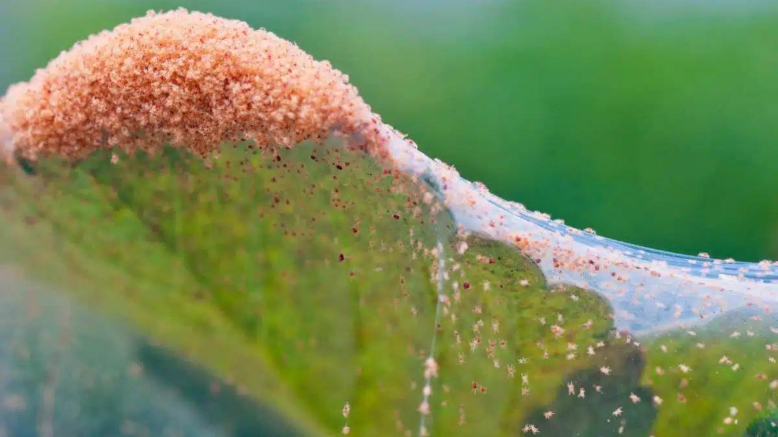 Fine Webbing and Speckled Leaves? Spider Mites Are Here！