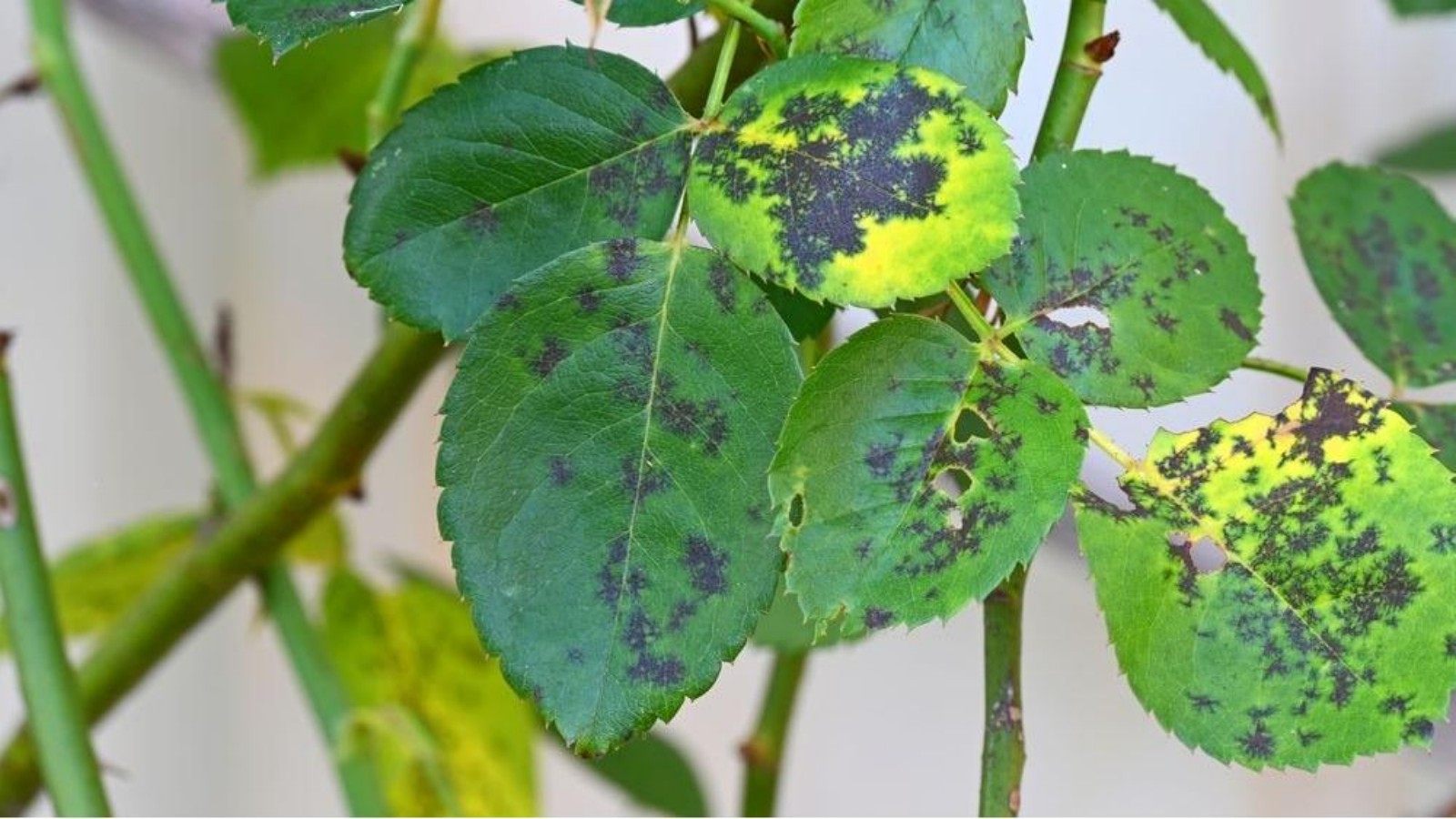Black Spots on Leaves? Watch Out for Black Spot Disease!