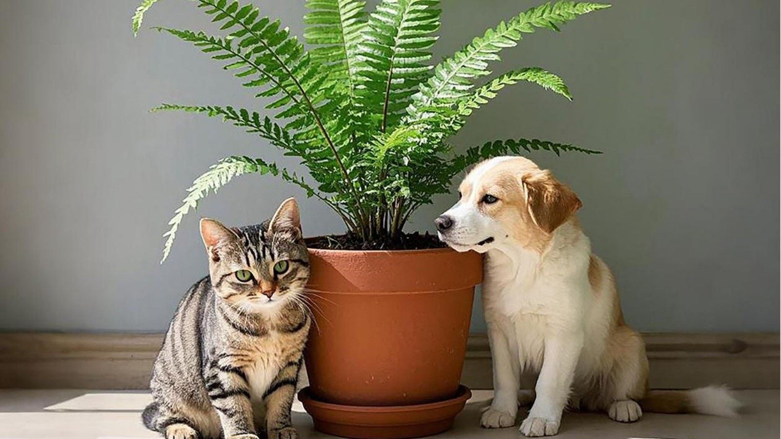 Do you have a cute pet at home? Choose these plants that are pet-friendly and safe!
