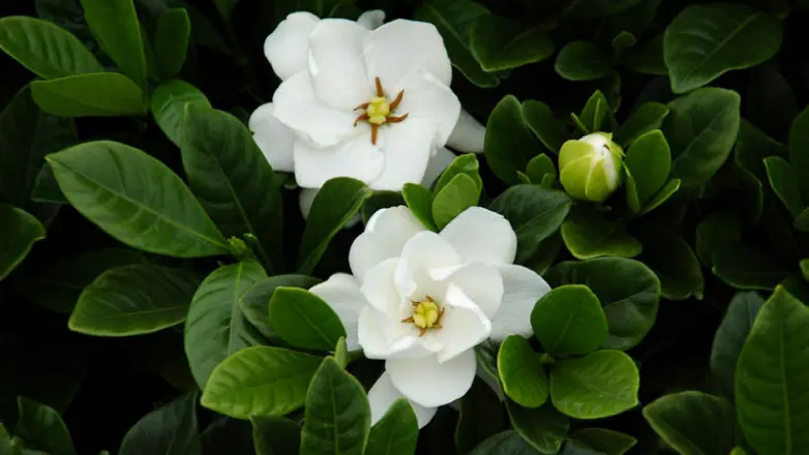Do you  fragrance? Choose these plants that are not only beautiful but also have natural fragrance.