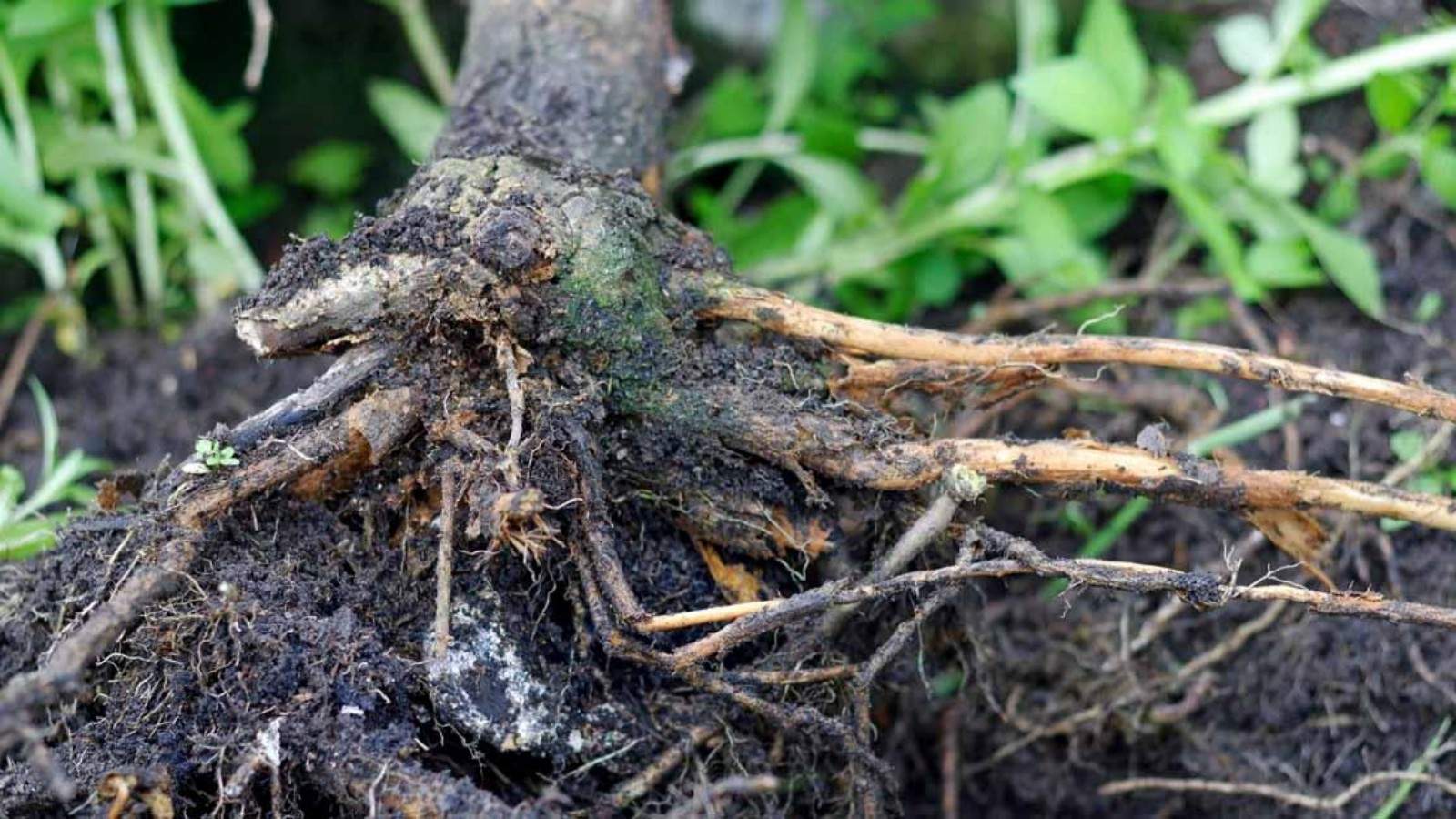 Sudden Plant Collapse? Root Rot Might Be Killing It