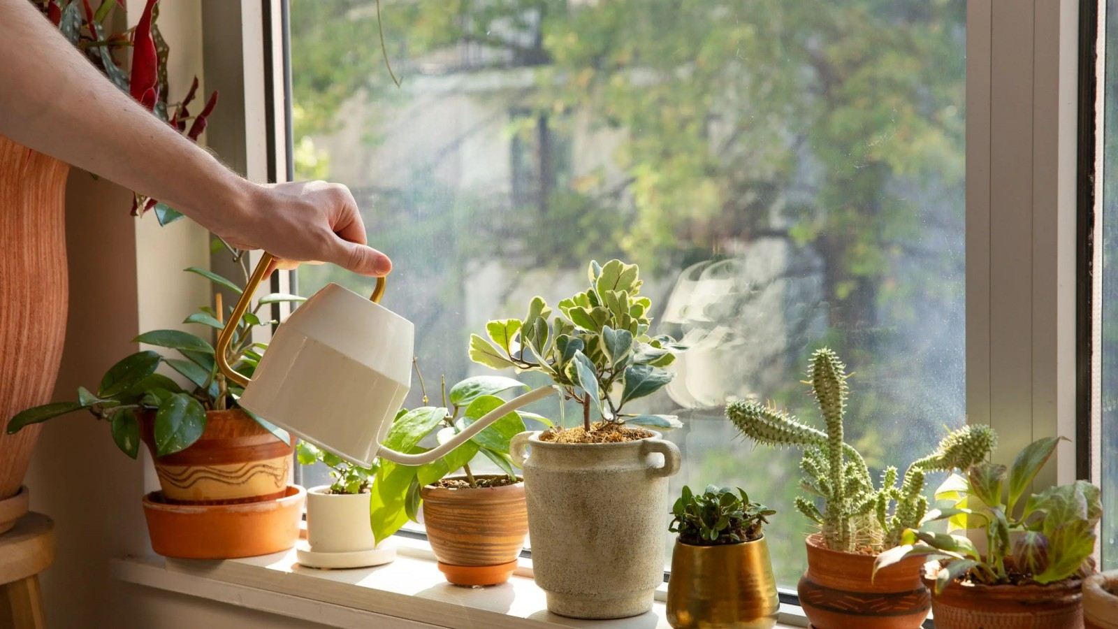 A must-learn for novices! 10 watering tips for plants to thrive