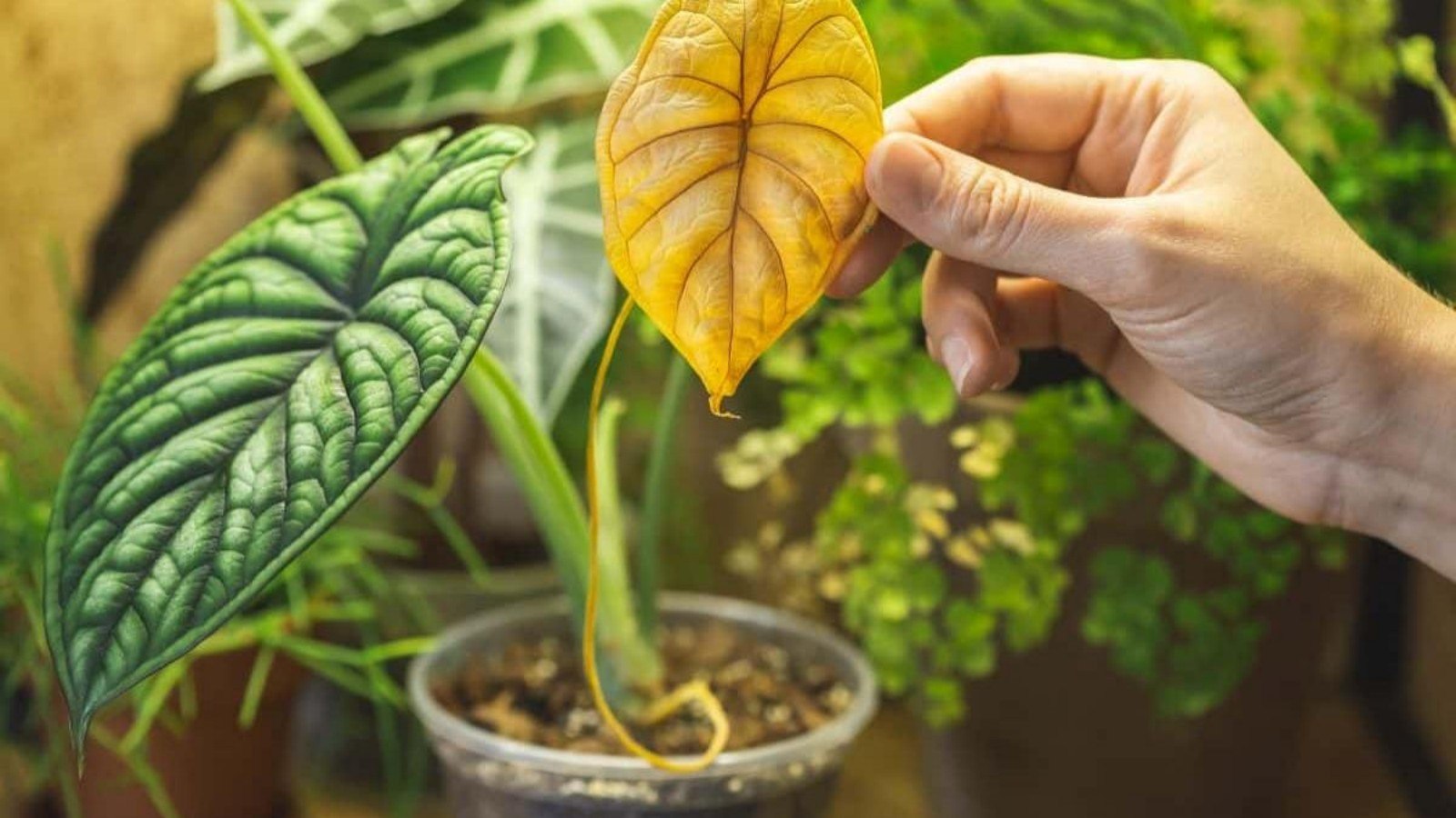 Yellowing Leaves That Won&rsquo;t Stop? A Virus Might Be to Blame！