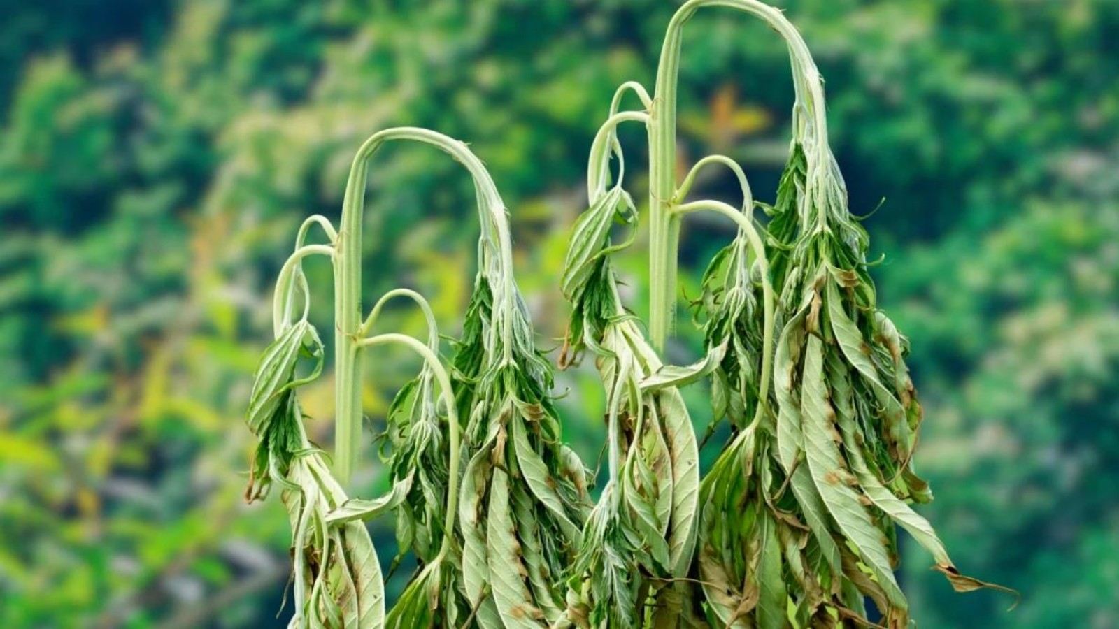 Plant Wilting Overnight? Fusarium Wilt Could Be the Culprit