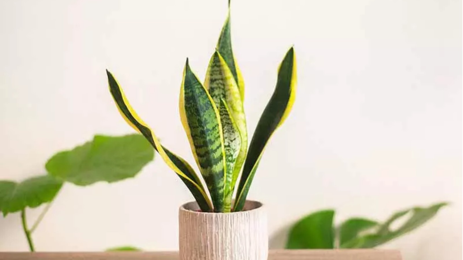 A complete guide to plant ion: From flower shops to online shopping, there are many things to pay attention to