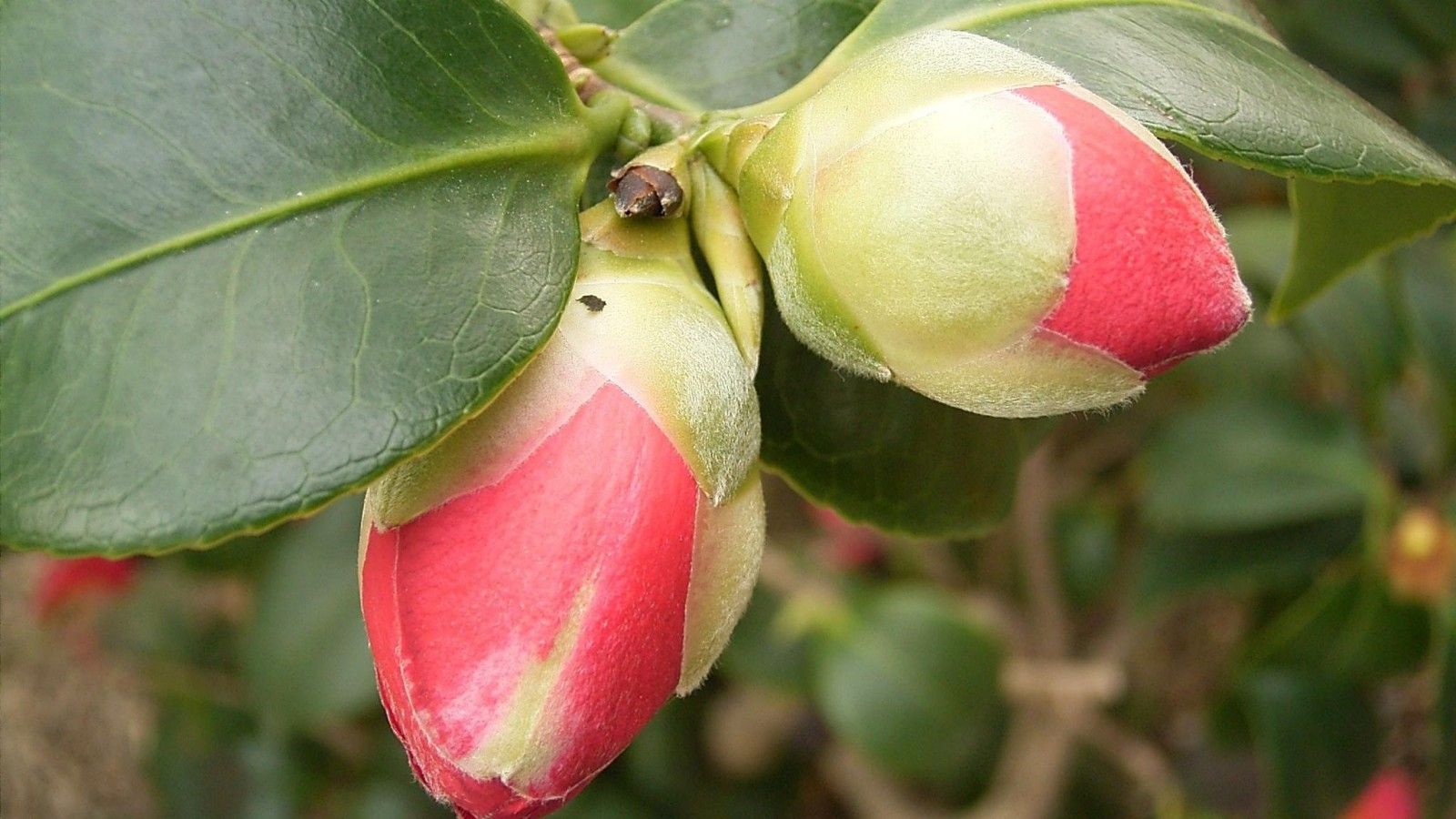 Camellia japonica buds are falling off, don&rsquo;t ignore the key points of maintenance!