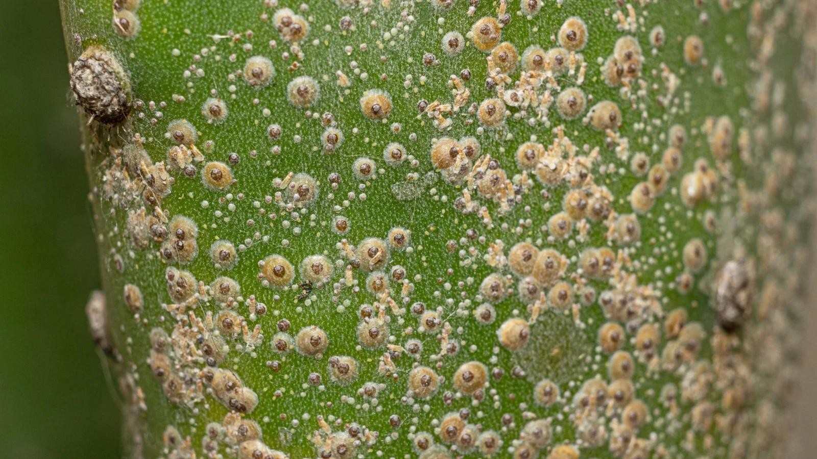 Leaves Sticky with Black Spots? Scale Insects Are Secretly Sapping the Life Out!