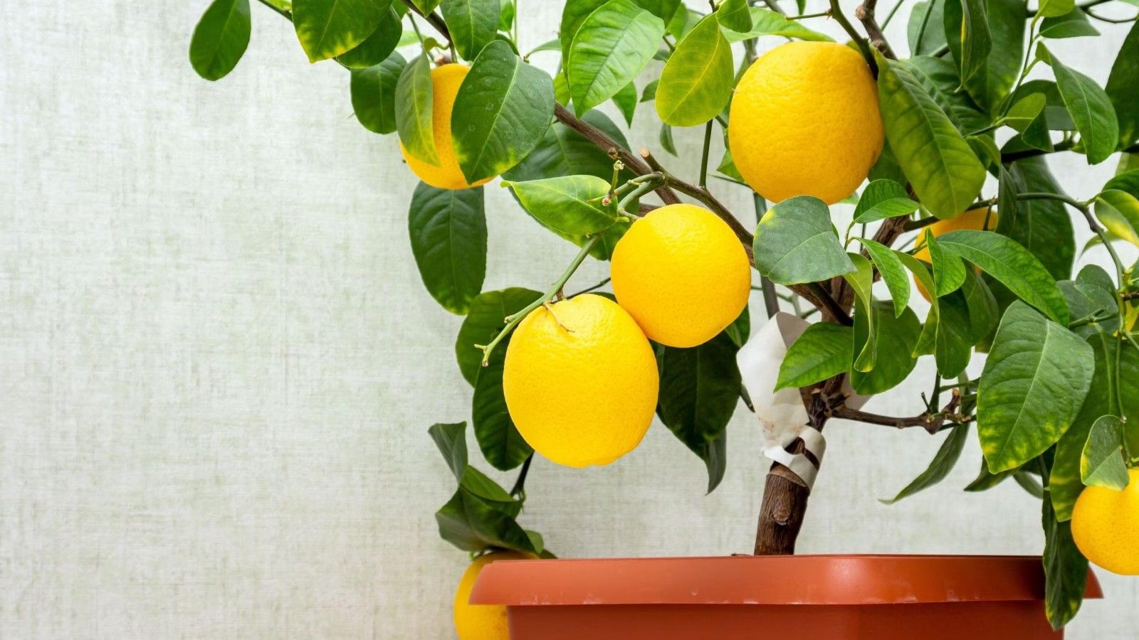 Maintenance Tips for Potted Lemon Trees