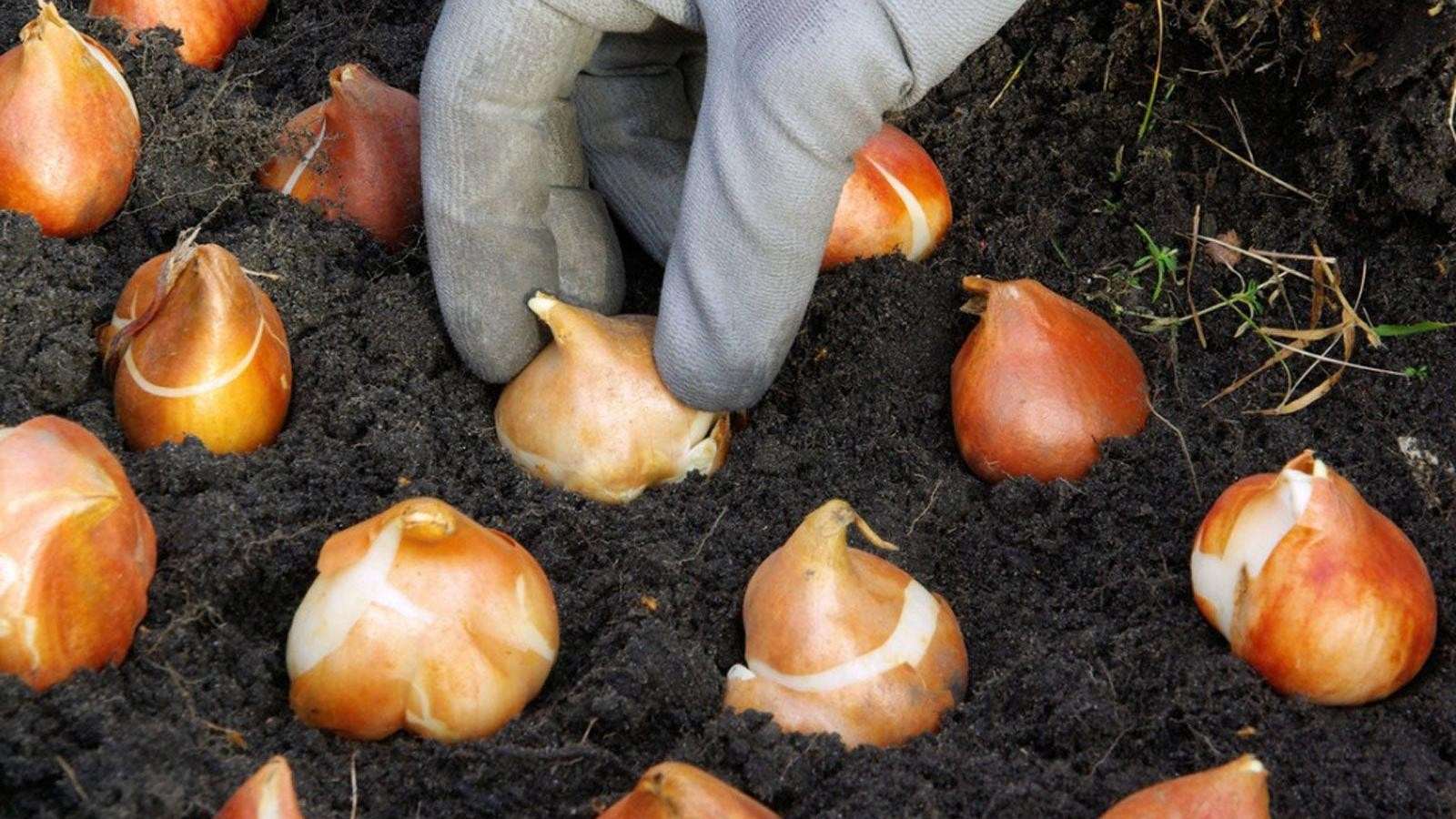 Tulip bulb rot, how to save it?