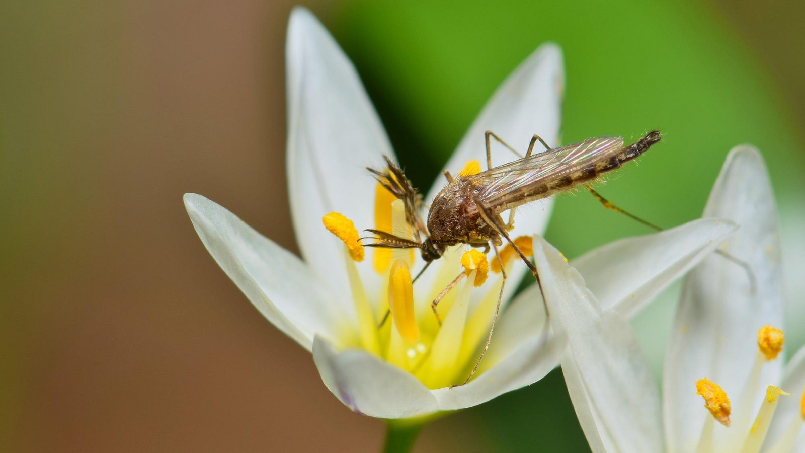 Pest-free gardening: 6 natural insect-repellent plant combinations