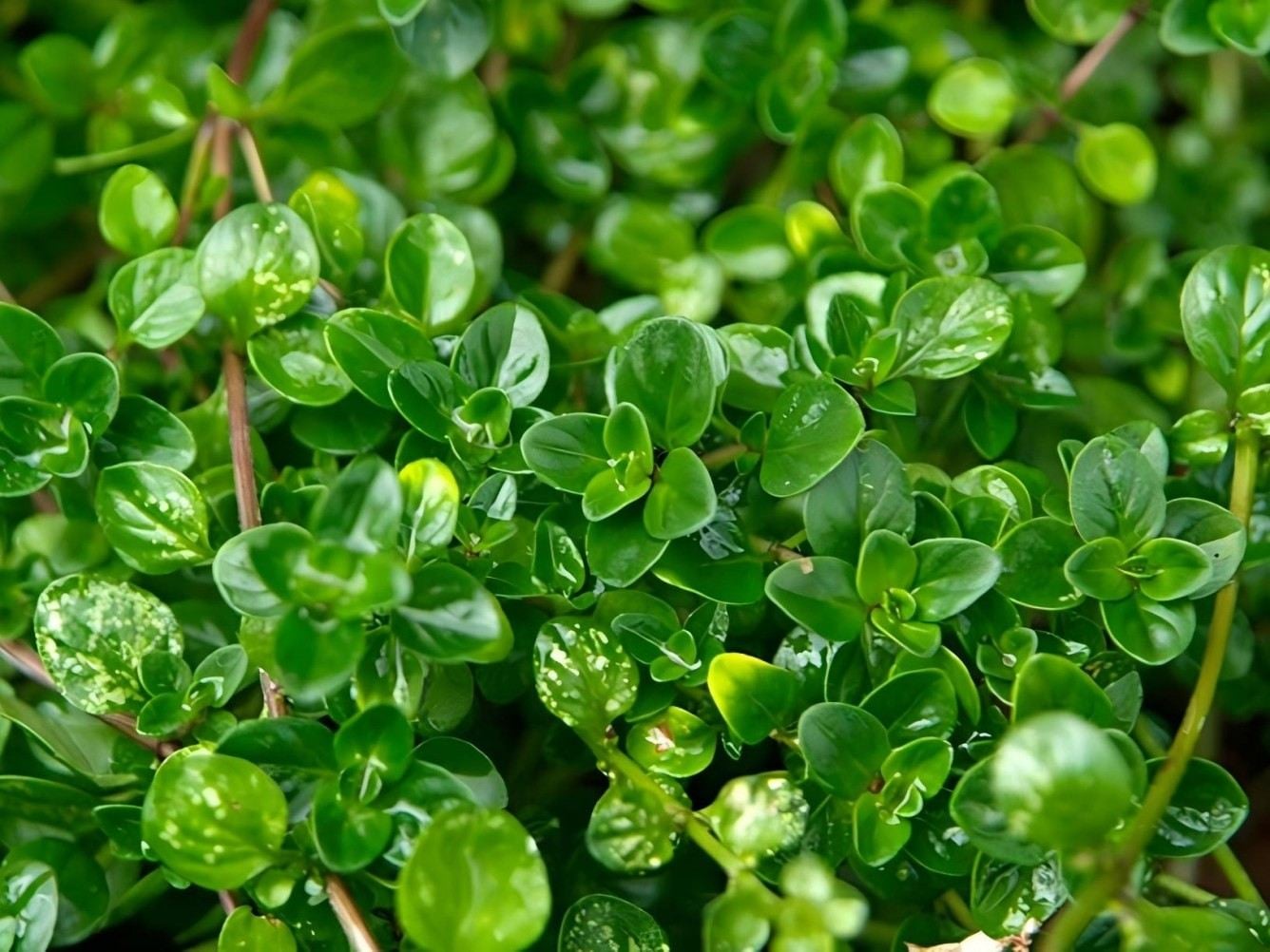 Garden Thyme