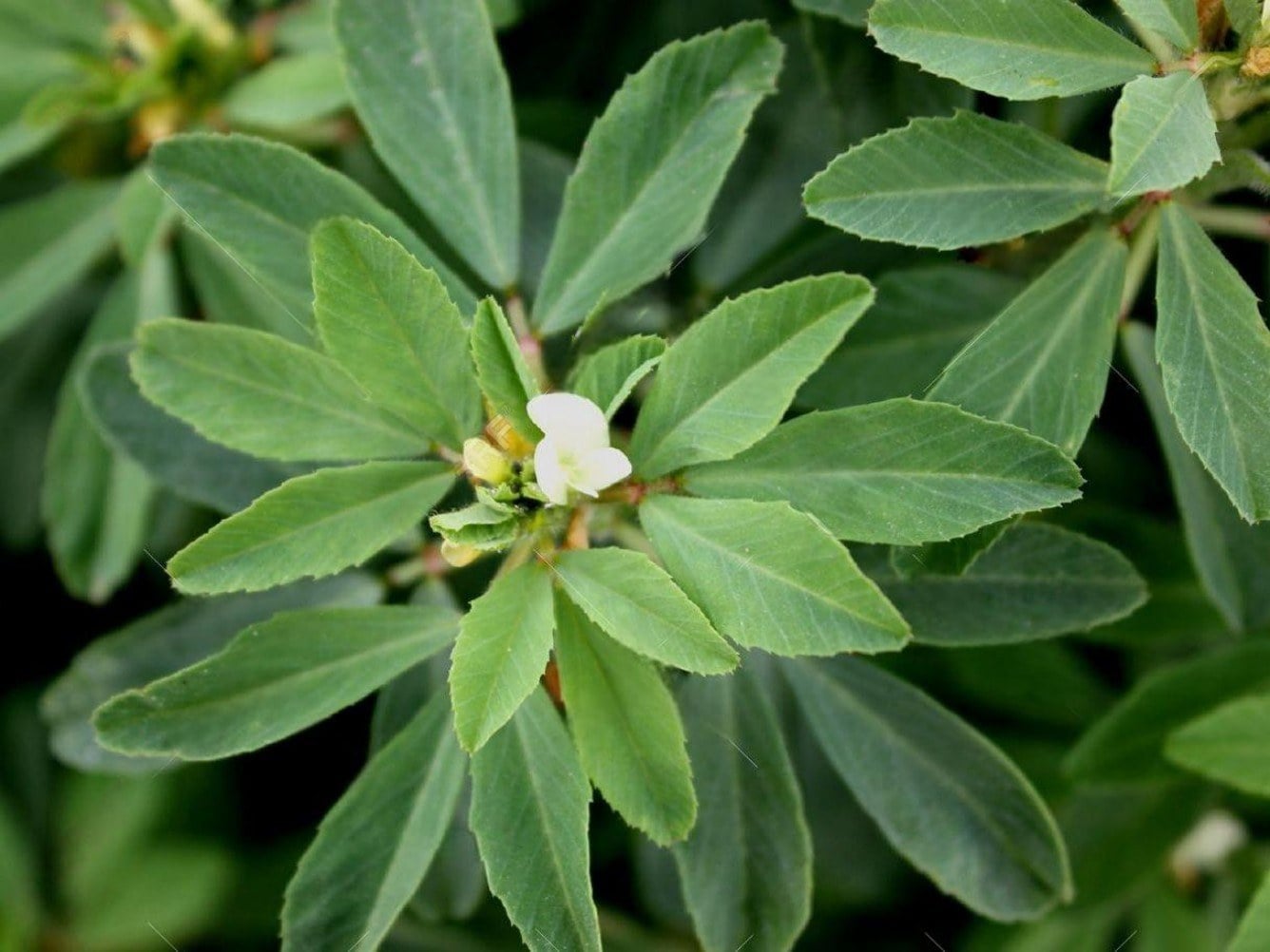 Common fenugreek