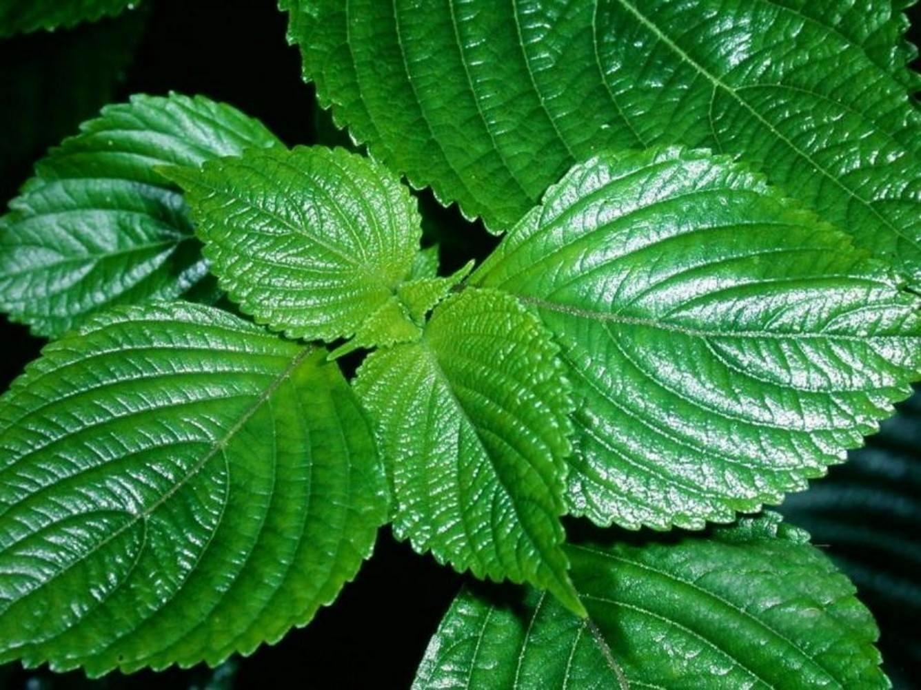 Perilla frutescens