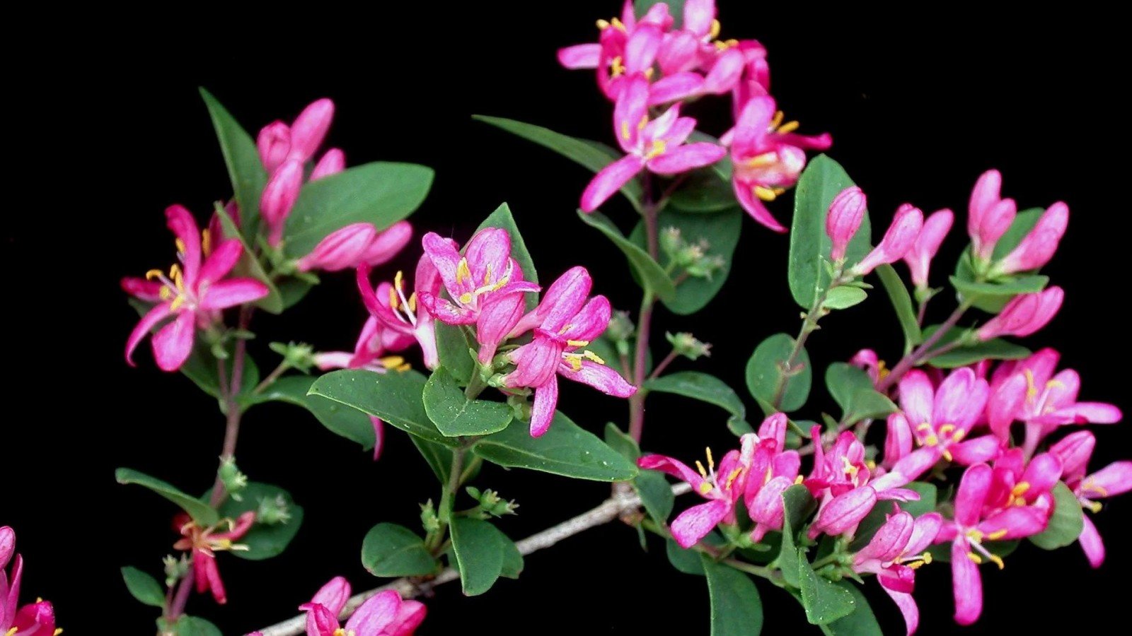 The Ultimate Guide to Growing and Caring for Lonicera tatarica