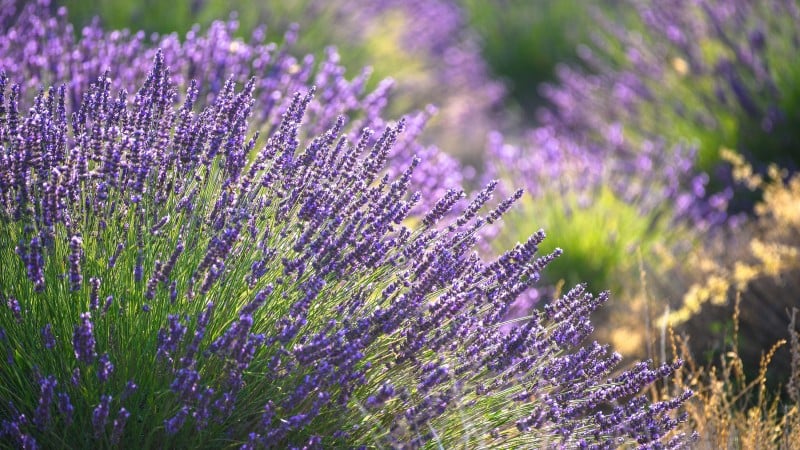 Lavender wont bloom? Dont overlook these care details!