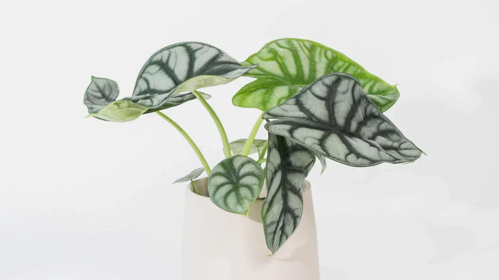 Rare and niche varieties for the avid plant collector: Add a touch of uniqueness to your green world.
