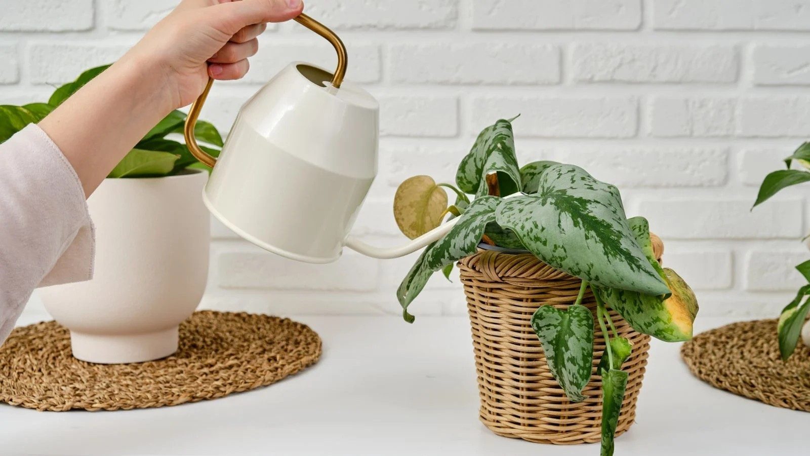 How to Grow & Care for Satin Pothos Scindapsus pictus