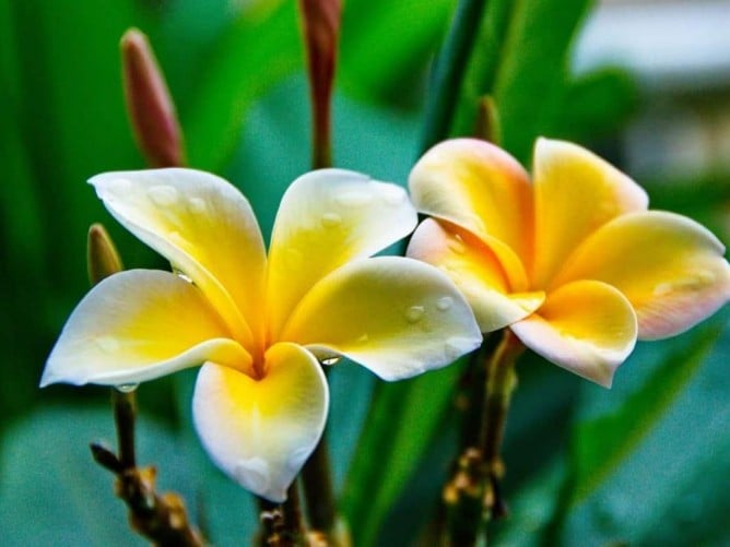 Plumeria rubra