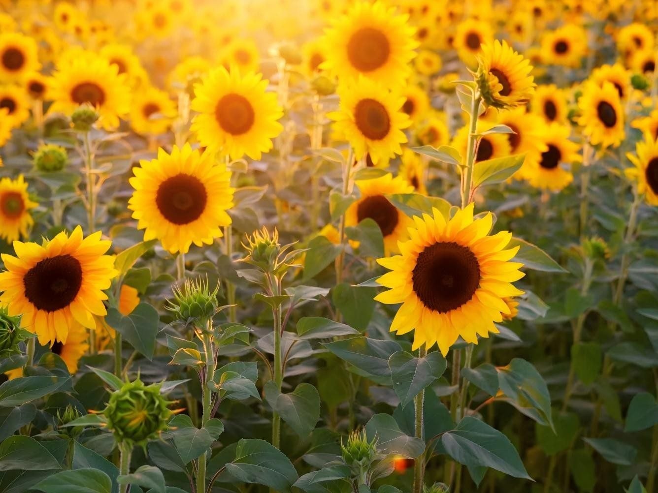 Common sunflower