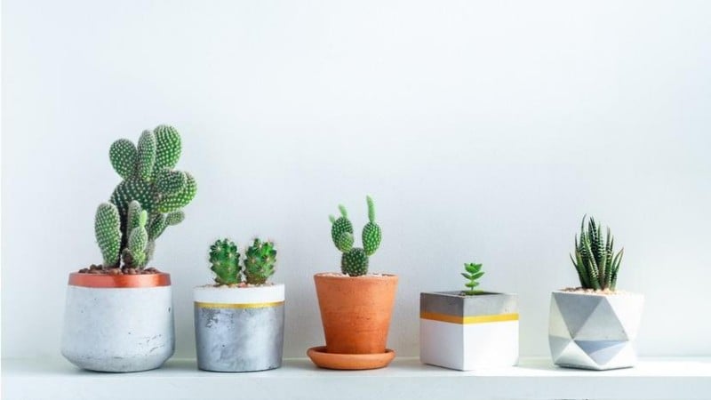 A Must-Read for Renters: Por, Attractive, and Easy-to-Care Plant ion Guide