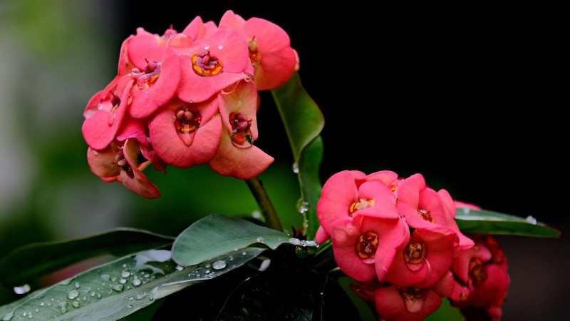How to Care for Euphorbia milii in Winter?