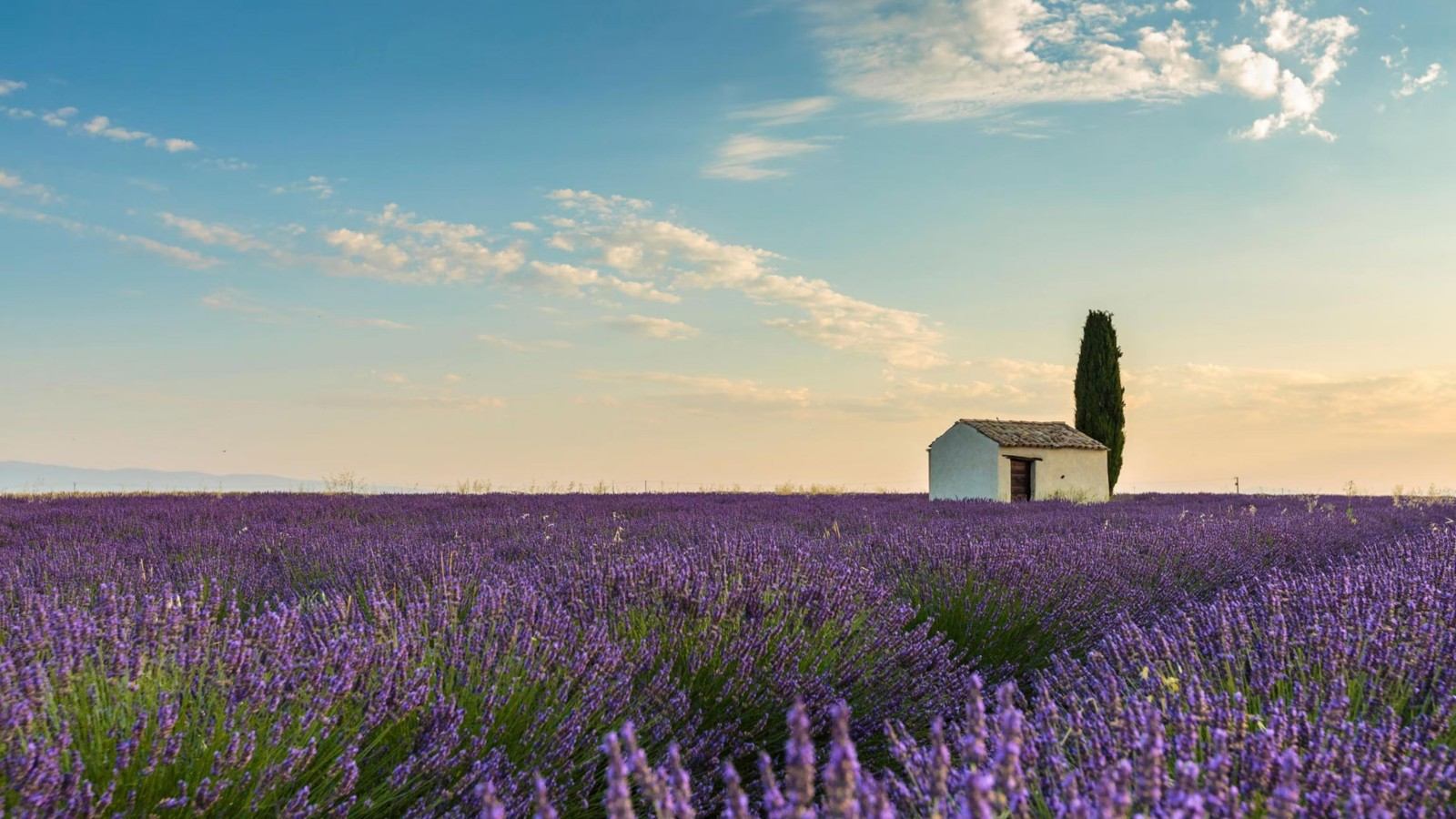 Lavender not blooming? Dont get the care tips wrong!