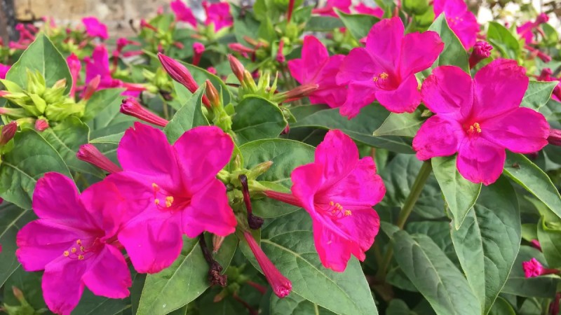 Mirabilis jalapa Care Made Easy: The Right Light, Water, and Soil