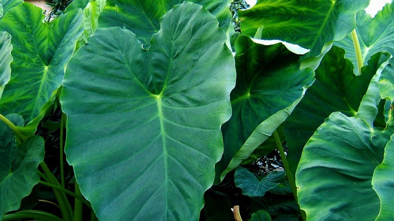 Growth Characteristics and Traditional Uses of Colocasia esculenta