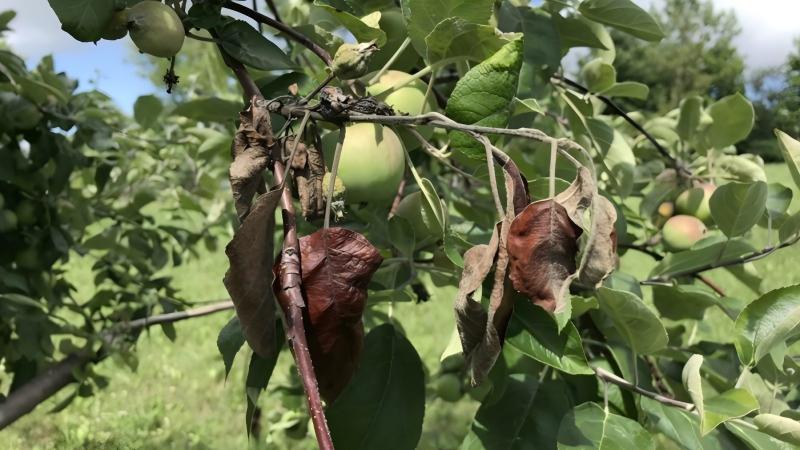 Are the branches scorched? Fire blight is spreading rapidly!