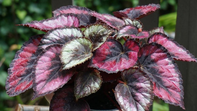 Why Are Begonia rex Leaves Curling and Turning Brown? Causes, Fixes, and Prevention