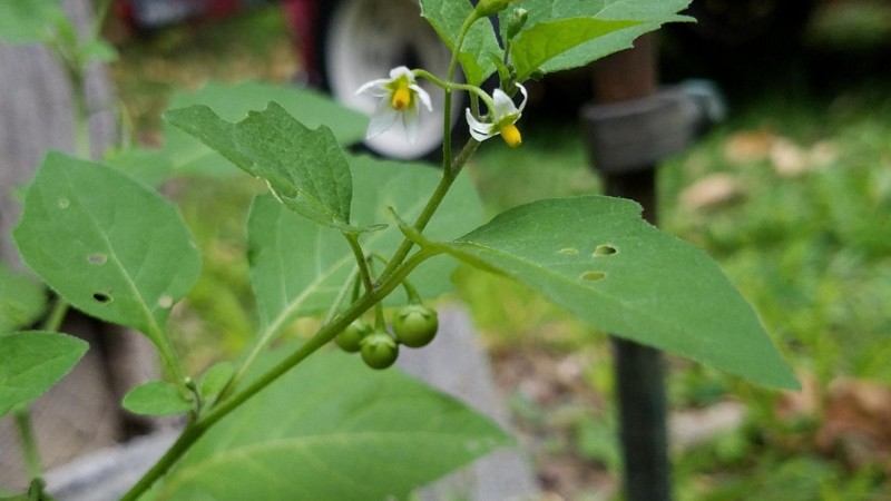 Identification, Harm, and Control of Solanum ptychanthum!