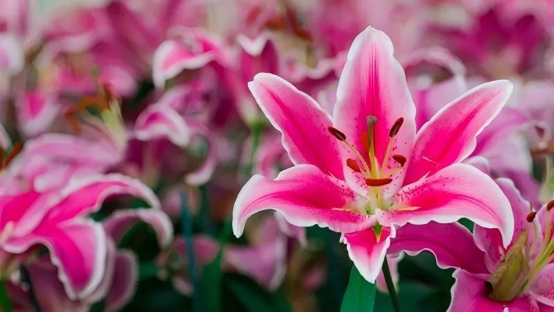 Why Your Lilium Leaves Turn Yellow & Droop: Common Mistakes & Fixes