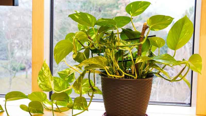 A must-read for beginners: A complete guide to common Epipremnum aureum care issues!