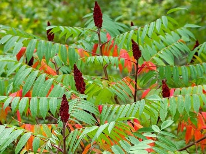 Rhus typhina