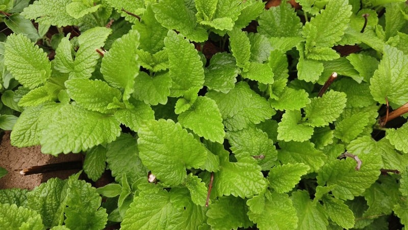 Wild Mint Diseases: Identification, Impact, and Proven Control Strategies for 2026