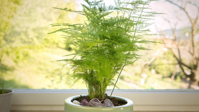 How should I care for Common asparagus fern?