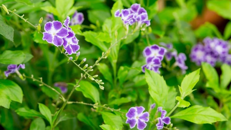 How to Deal with Plant Blight Disease in Duranta erecta?