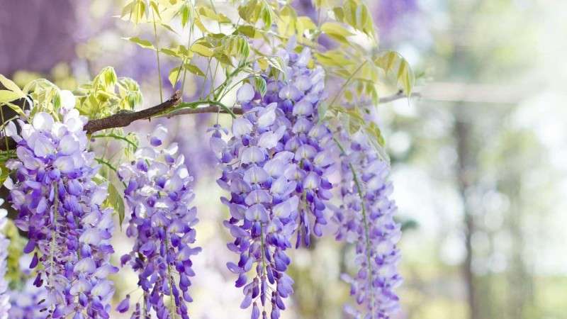 How to treat leaf spot disease in Wisteria?