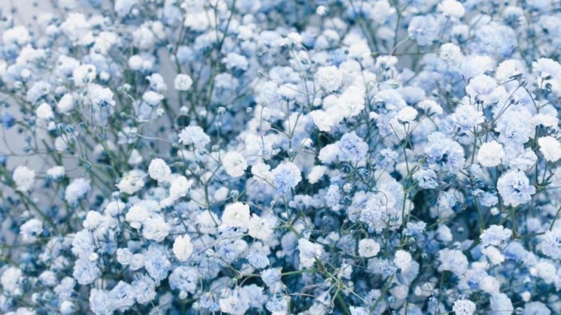 Fresh Flowers Bring Vitality, Dried Flowers Offer Delight: A Guide to Choosing High-Quality, Fragrant Plants for Long-Term Enjoyment