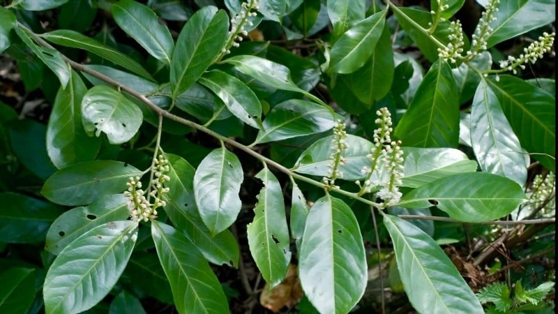 Why are the leaves of Prunus laurocerasus attacked by caterpillars?