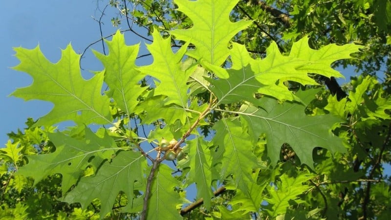 Detailed Planting Steps for Quercus palustris in a Home Garden!