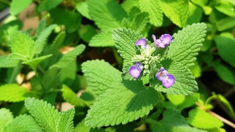 Common Diseases & Pest-Related Disorders of Nepeta cataria: Full Identification, Organic Treatment and Long-Term Prevention Guide