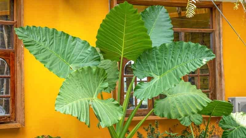 Alocasia Macrorrhizos Care & Growth Guide: Everything You Need to Know About Giant Taro