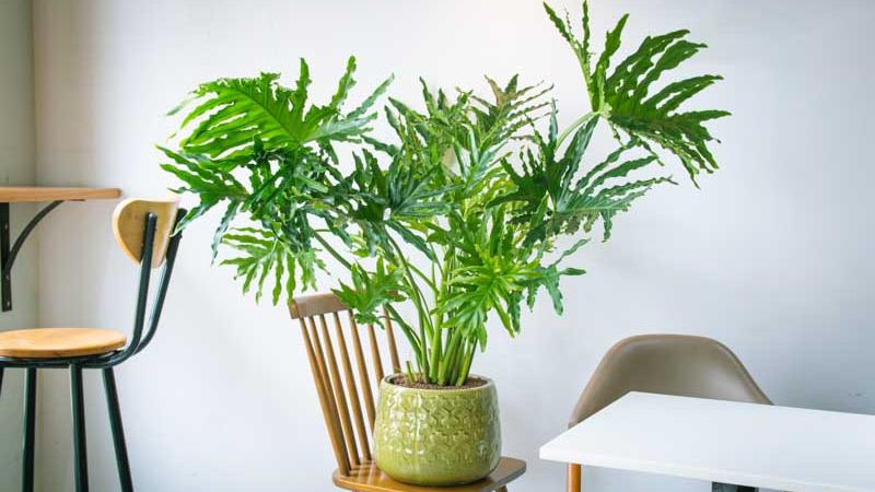 Tree Philodendron Diseases: Identification, Treatment and Long‑Term Prevention
