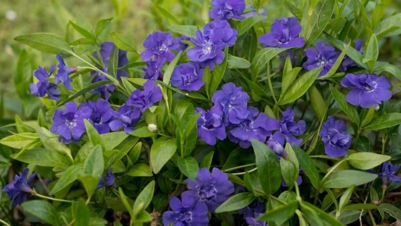 Vinca Minor Diseases: Identification, Treatment and Long‑Term Garden Management