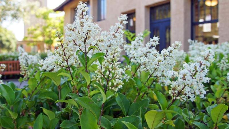 Wax-Leaf Privet Diseases: Identification, Treatment & Prevention Guide