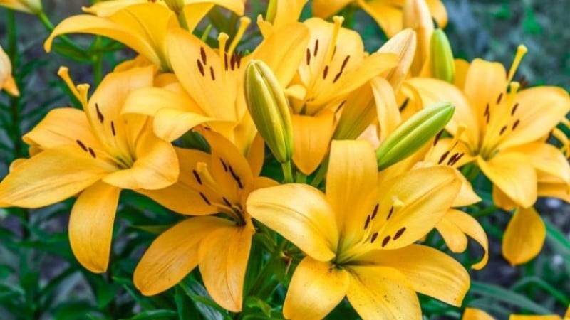 Lily Disease Guide: Whats Killing Your Lilium longiflorum and How to Stop It